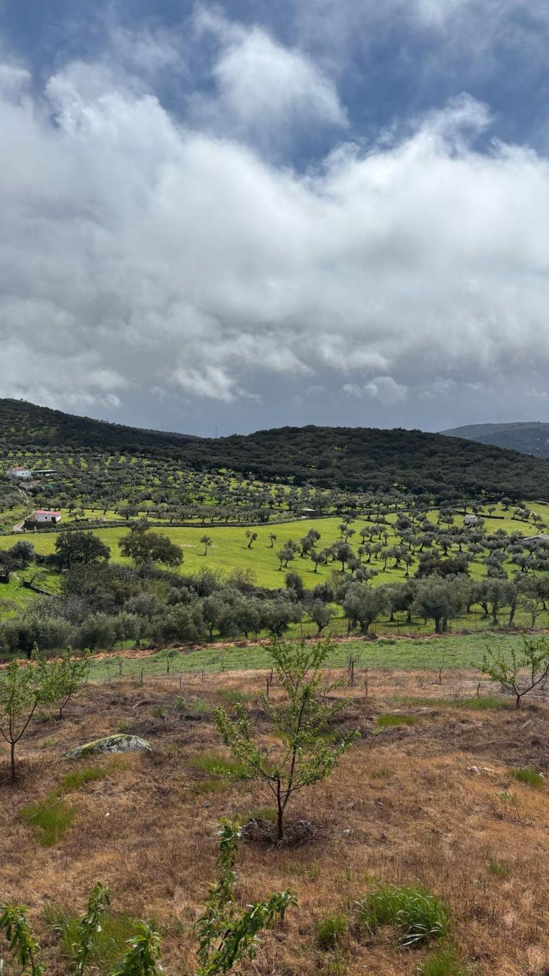 Casas Rurales Los Llanos Fuentes de León Екстериор снимка